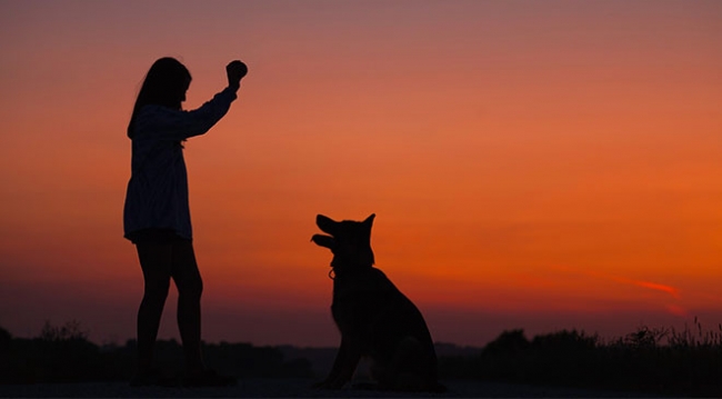 Köpeklerin kelimeleri nasıl anladığı araştırılıyor