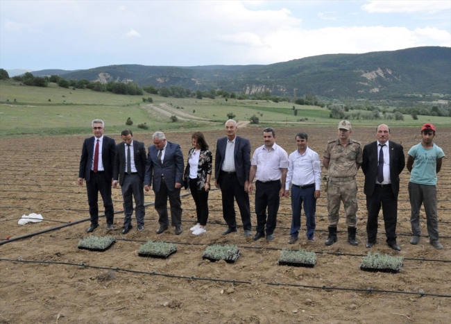 Gümüşhane'de lavanta yetiştiriciliği başladı