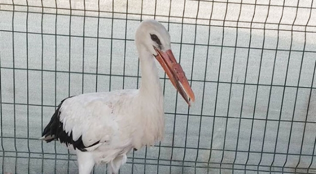 Aydın'da üst gagası kırılan leyleğe protez gaga yapıldı