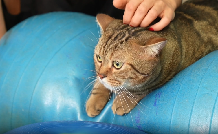 Obez kedi "Simba" pilates yaparak zayıflıyor