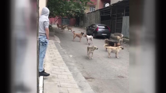 Mahallede korku saçan köpeklerin sahibi gözaltına alındı