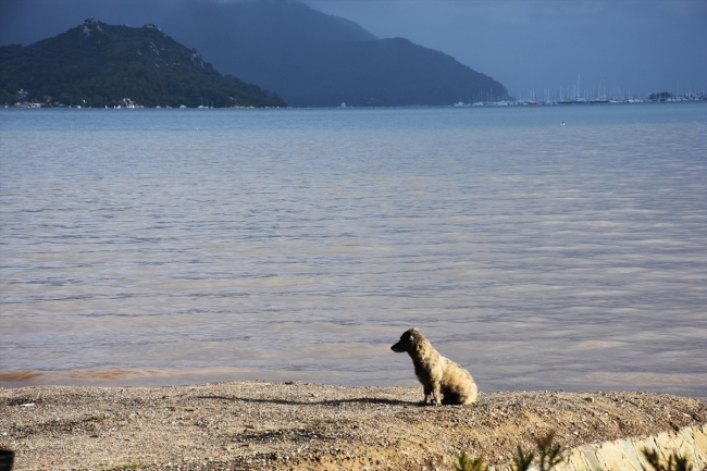 Marmaris'te denizin rengi değişti