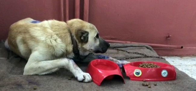 İşkence yapılan köpeğe cezaevi yönetimi sahip çıktı