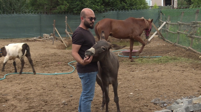 Ölüme terk edilen yük hayvanlarına ikinci baharlarını yaşatıyorlar