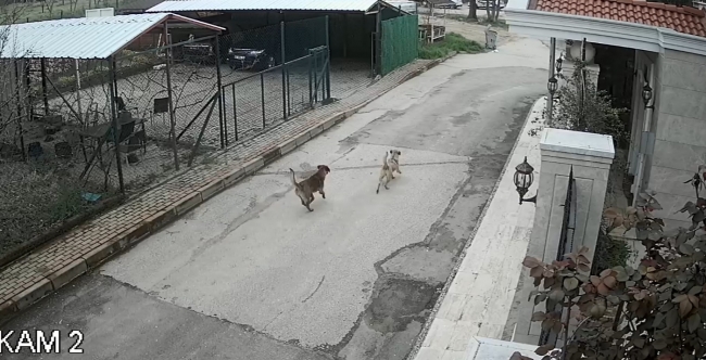 Otomobilinden sokak köpeklerine kurşun yağdıran kişi aranıyor