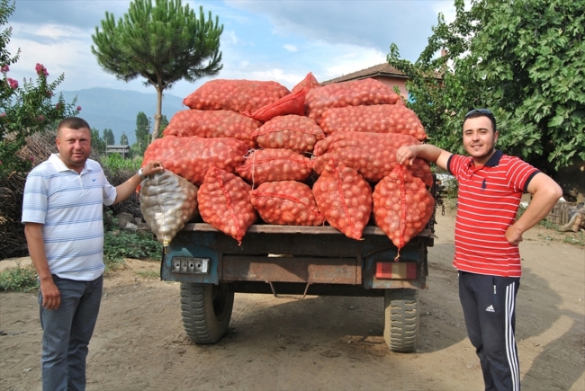 Patatesin fiyatının artmasına hastalık sebep oldu