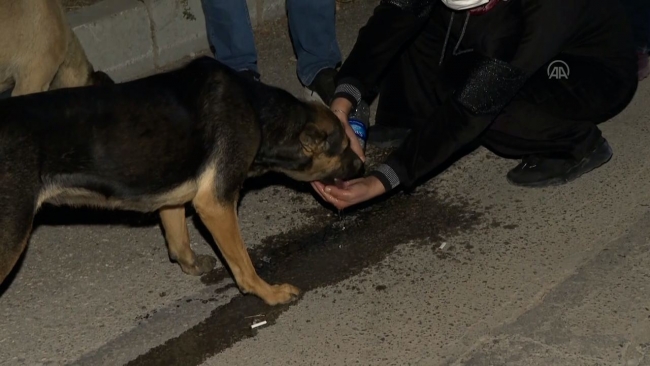 Barınak görevlilerinin ölüme terk ettiği 30'a yakın köpek son anda kurtarıldı