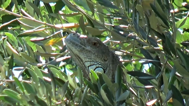 Başıboş gezen iguana bahçeye girdi, ağaca tırmandı