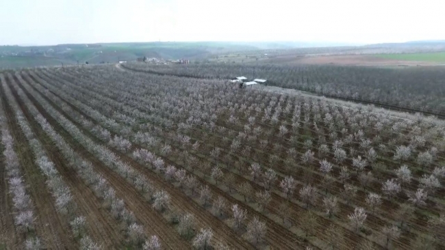 Badem üreticileri arıcılara para ödeyecek