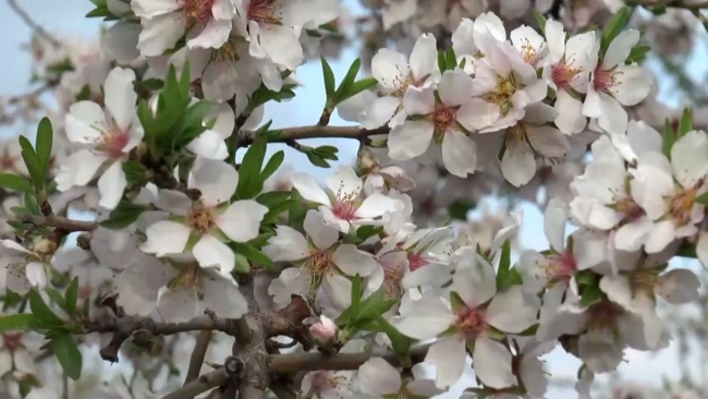 Badem üreticileri arıcılara para ödeyecek