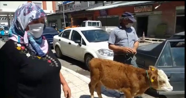 Rahatsızlanan buzağıyı maske takıp veterinere götürdüler