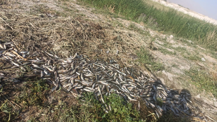 Su miktarı azaldı, 325 ton alabalık öldü