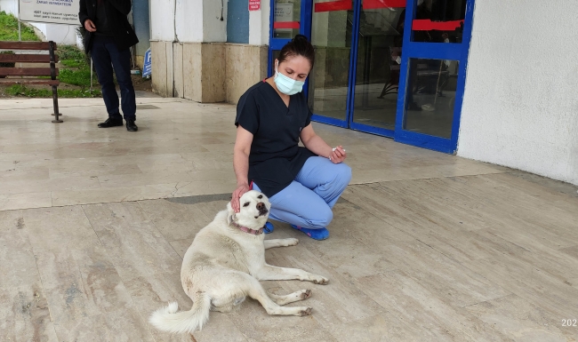 Sahibi tedavi gören 'Pamuk' 14 gün hastane kapısında bekledi