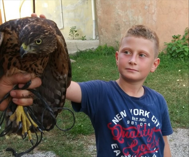 Kümesine dadanan şahini yakalayıp yetkililere teslim etti