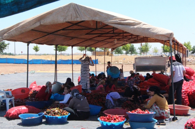 Şanlıurfalıların 'acı' telaşı başladı