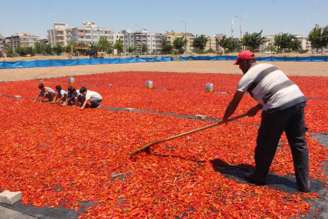 Şanlıurfalıların 'acı' telaşı başladı