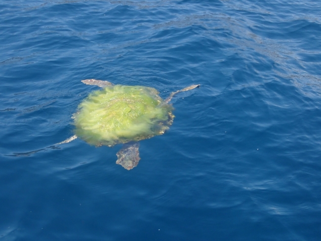 Kabuğu yosun tutmuş caretta caretta görüntülendi