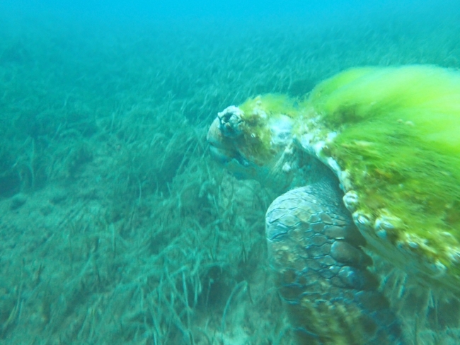 Kabuğu yosun tutmuş caretta caretta görüntülendi