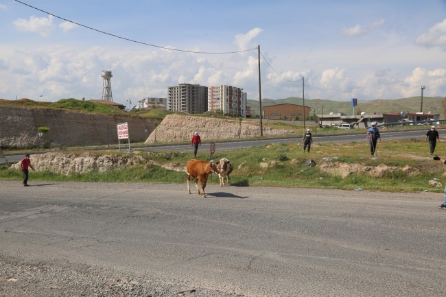 Başıboş inekler kaçtı, zabıta kovaladı