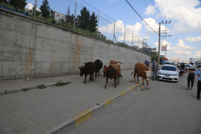 Başıboş inekler kaçtı, zabıta kovaladı