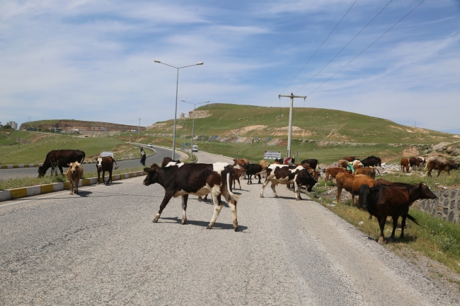 Başıboş inekler kaçtı, zabıta kovaladı