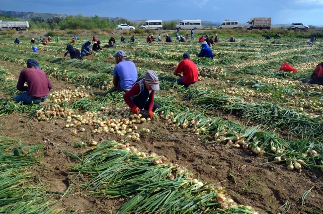 Patates ve soğan fiyatları ucuzlayacak