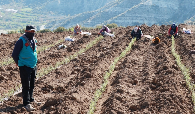 Burdur'da sosyal mesafeli ada çayı dikimi