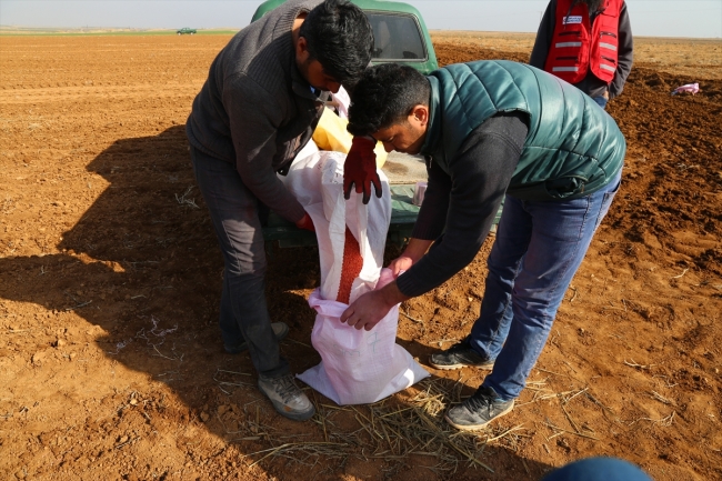 Türkiye, Fırat Kalkanı bölgesini tarımsal destekle kalkındırıyor