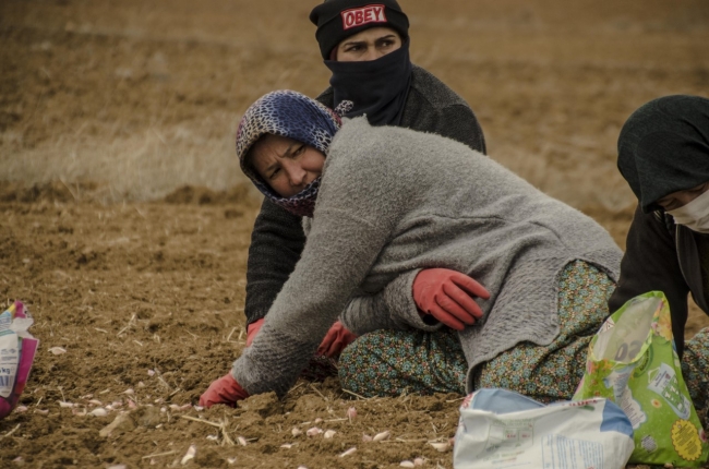 Kuraklık korkuttu, Taşköprü sarımsağının ekimi erken başladı