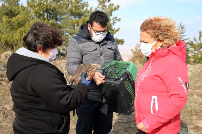 Tedavisi tamamlanan 2 şahin ile 1 çakır kuşu doğaya salındı