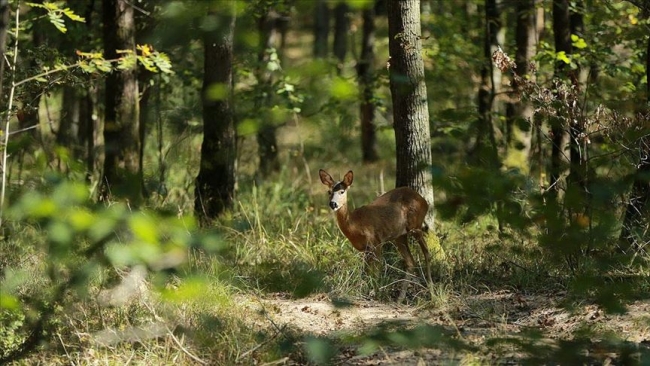 Kocaeli'deki Uzuntarla Tabiat Parkı / Fotoğraf: AA