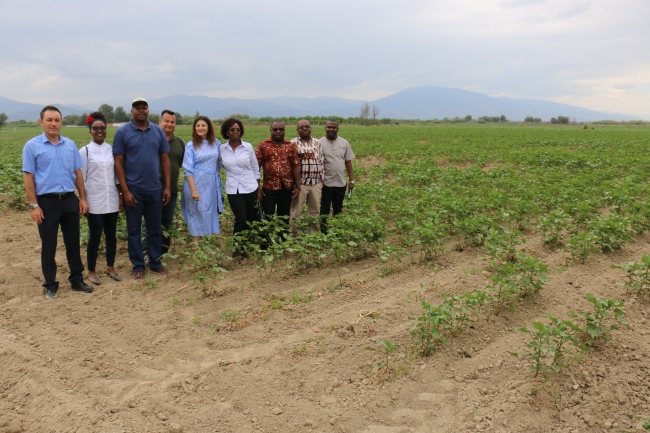 Türk pamuğu Mozambik'te yetişecek