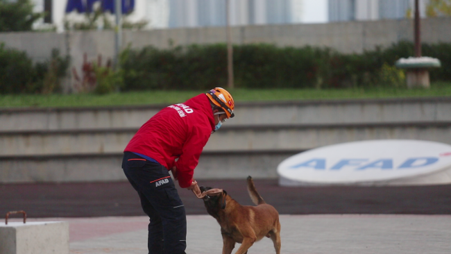 AFAD'ın kahraman köpekleri