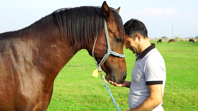 Şampiyon ataların torunları: Safkanlar