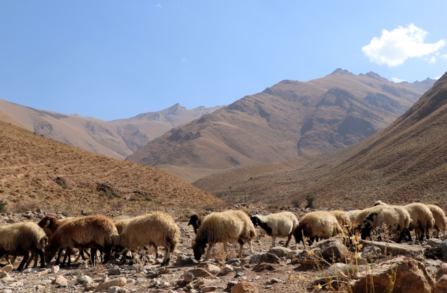 Fotoğraf: DHA Van Gevaş dağları