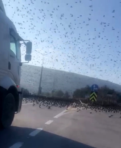 Binlerce sığırcık yolu kapattı