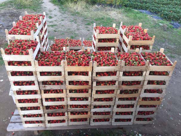 Ordu'da çilek üretiminde rekor artış