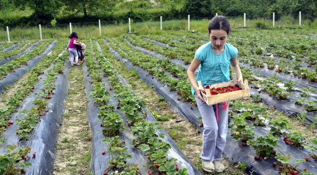 Müşteriler çilekleri kendileri topluyor